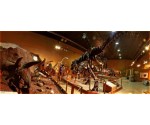 Dinosaur Museum 