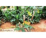 Susantha Spice and Herbal Garden