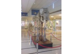 Cole Museum of Zoology 