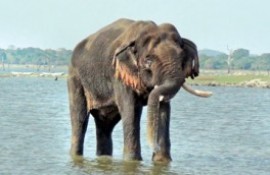 Mahakanadarawa 