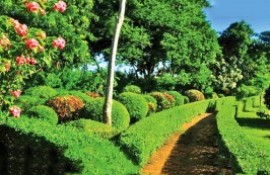 MIRIJJAWILA BOTANICAL GARDEN