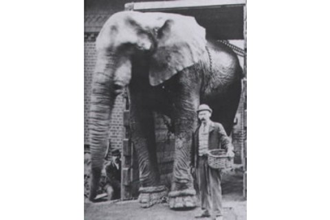 upali eliphant safari and elephant museum