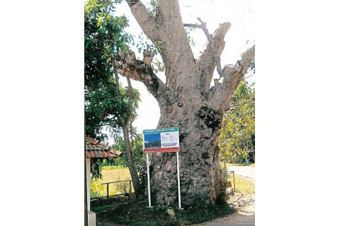 Historical Getta Kubbuk Tree