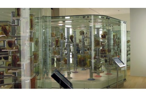 Anatomisch Museum