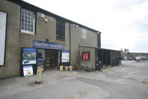 Lyme Regis Marine Aquarium 