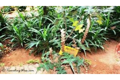 Susantha Spice and Herbal Garden
